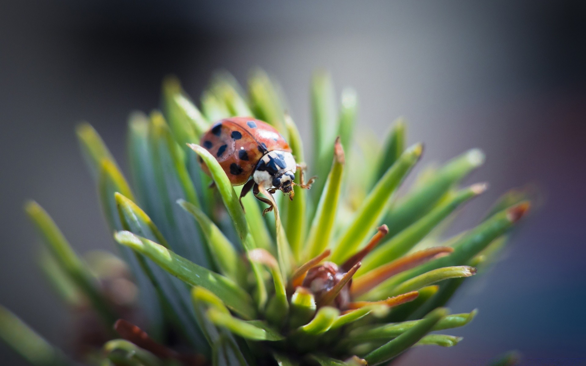 macro natureza inseto folha inverno árvore joaninha evergreen coníferas agulhas flora ao ar livre borrão