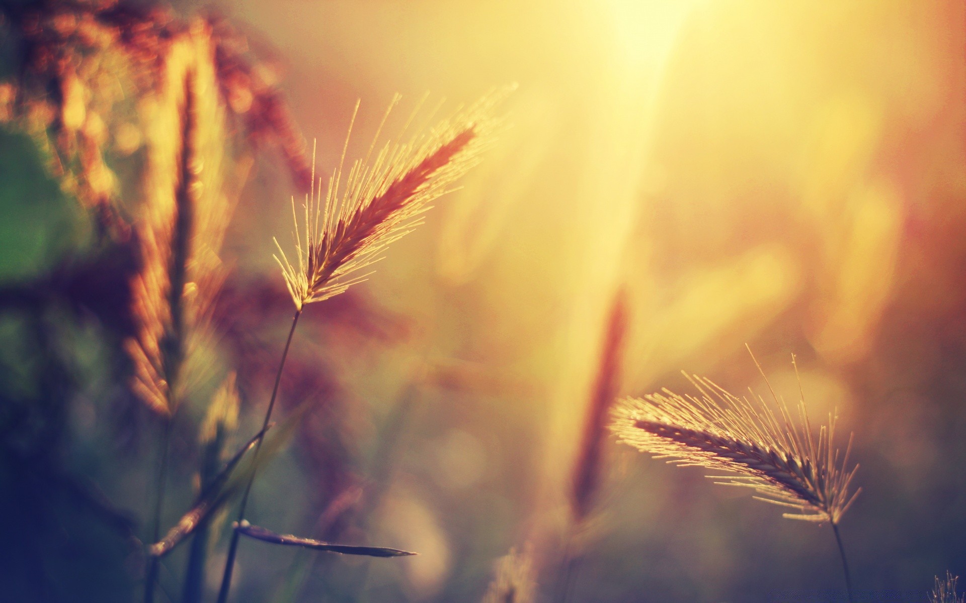 macro nature summer sun rural gold field grass wheat dawn flower outdoors cereal bright fair weather fall growth sunset blur light