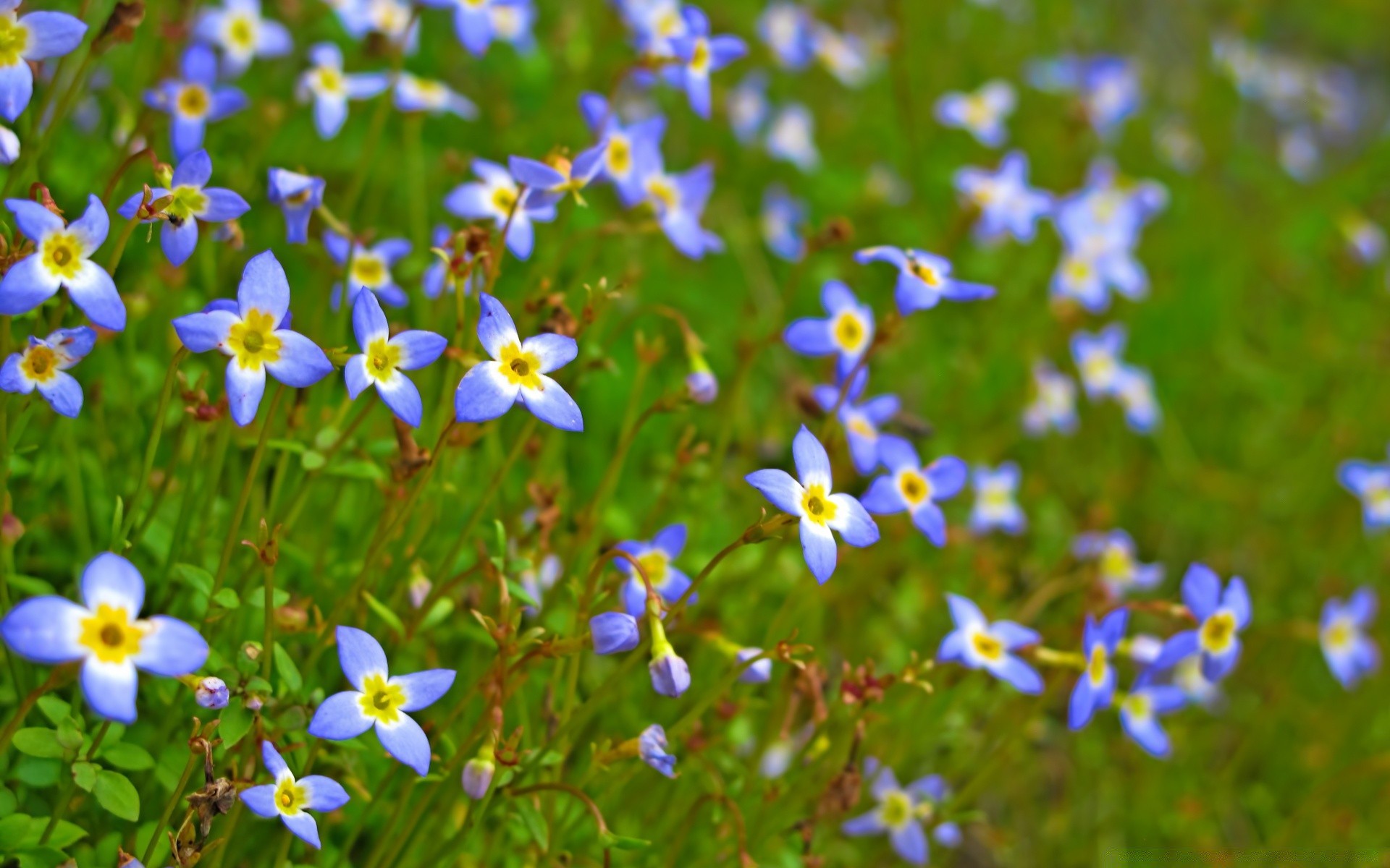 makro kwiat natura flora sianokosy trawa na zewnątrz liść lato ogród kolor bluming wzrost dobra pogoda kwiatowy