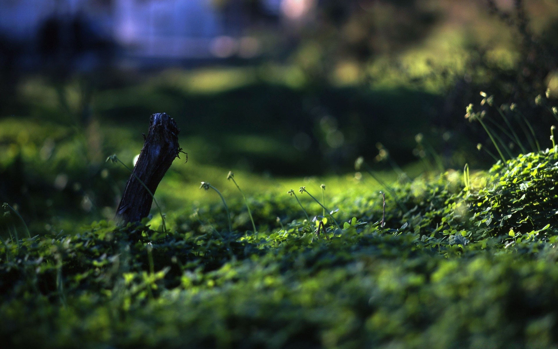 macro nature landscape outdoors grass garden leaf flower blur field