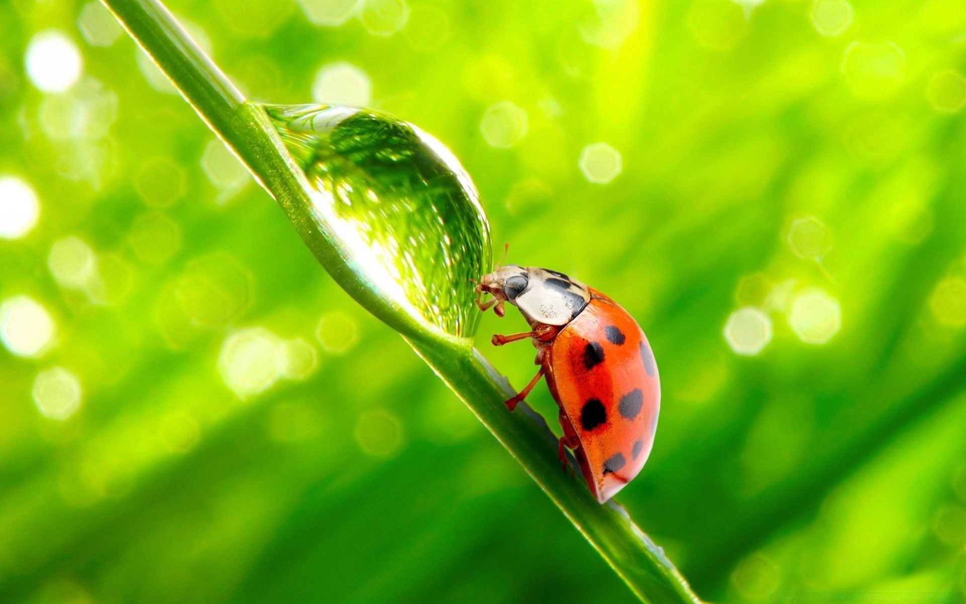 makro biedronka liść natura czystość flora środowiska biologia rosa deszcz upadek owad wzrost ogród chrząszcz lato zbliżenie ekologia trawa ostrze