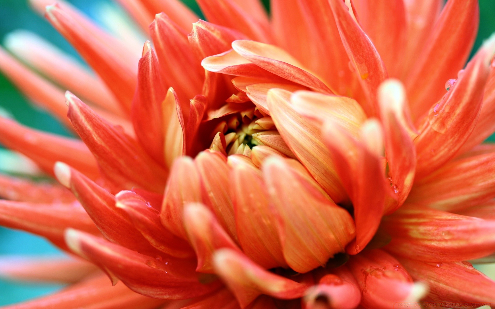 macro nature fleur flore été couleur jardin lumineux gros plan belle dahlia pétale bluming feuille floral à l extérieur isolé