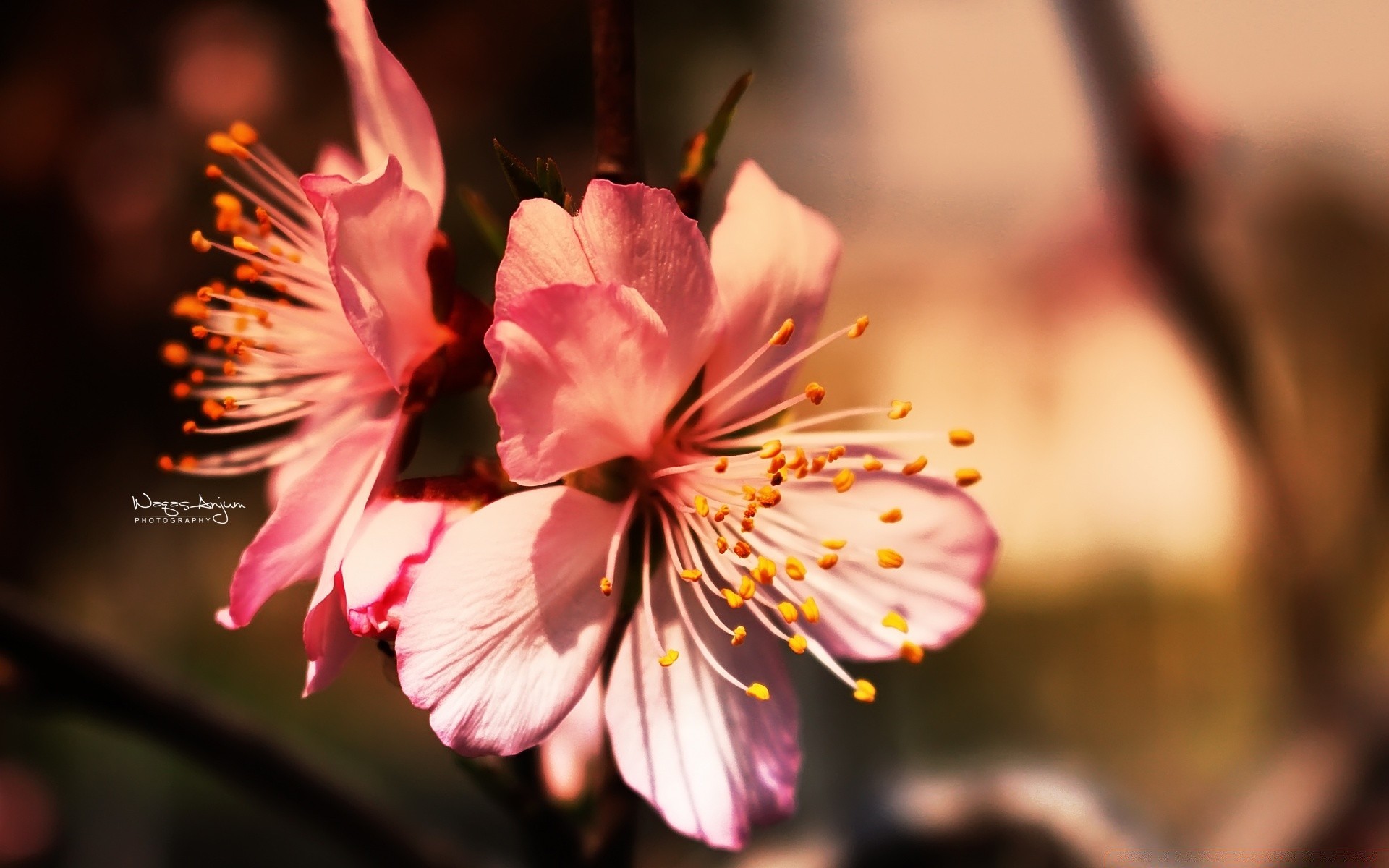 makroaufnahme blume natur flora blatt unschärfe blütenblatt sommer garten im freien hell