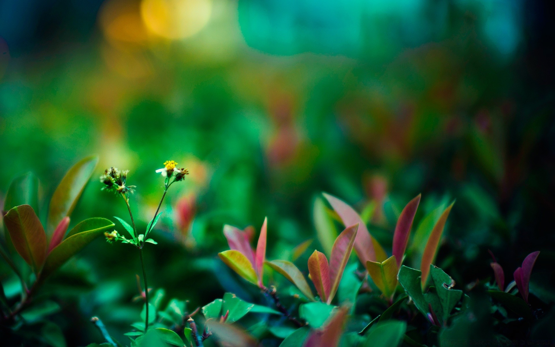 macro nature fleur feuille flore jardin été couleur lumineux croissance soleil herbe parc champ beau temps floral à l extérieur belle lumière tropical