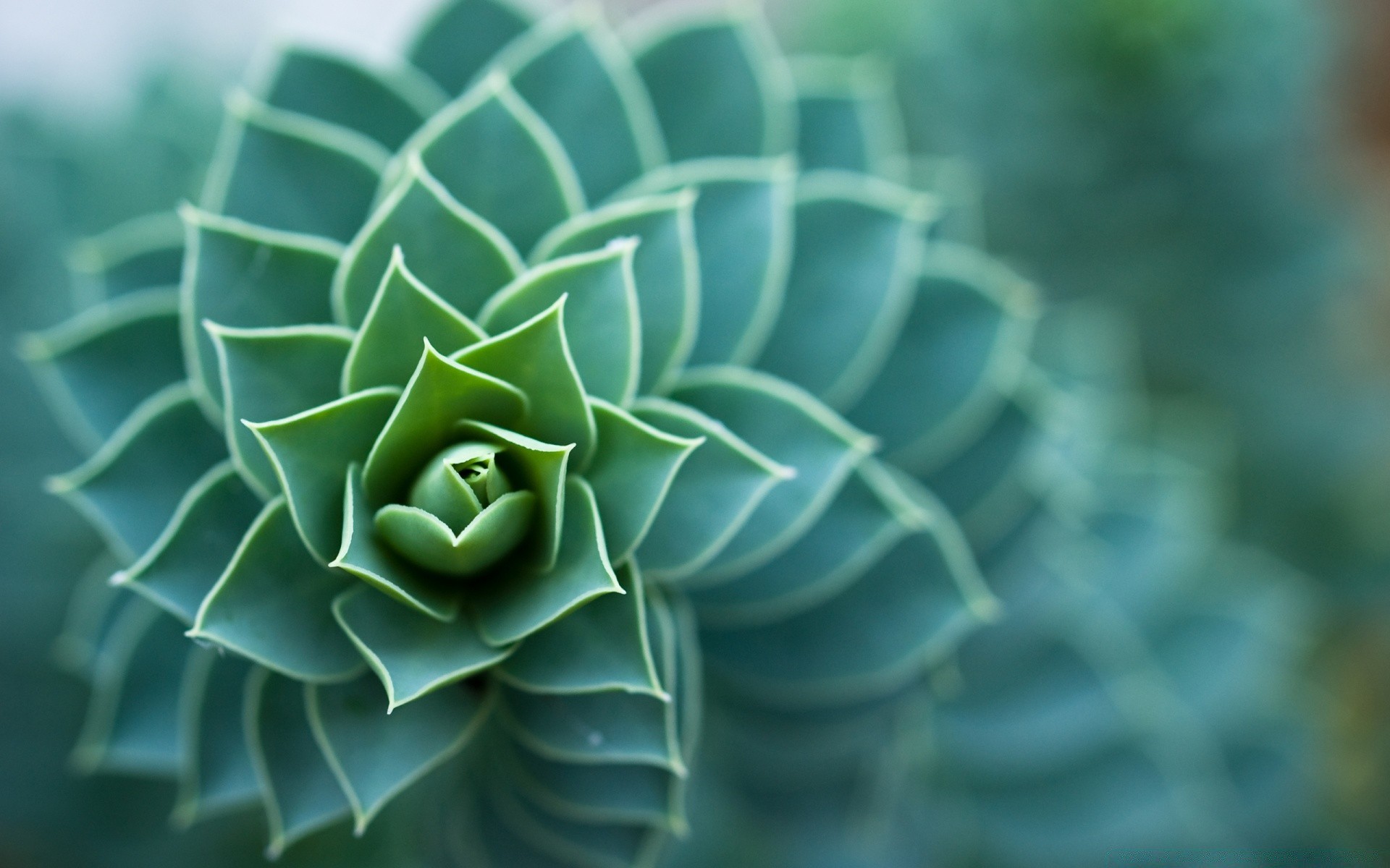 makro desktop natur blatt textur flora abstrakt muster farbe schließen