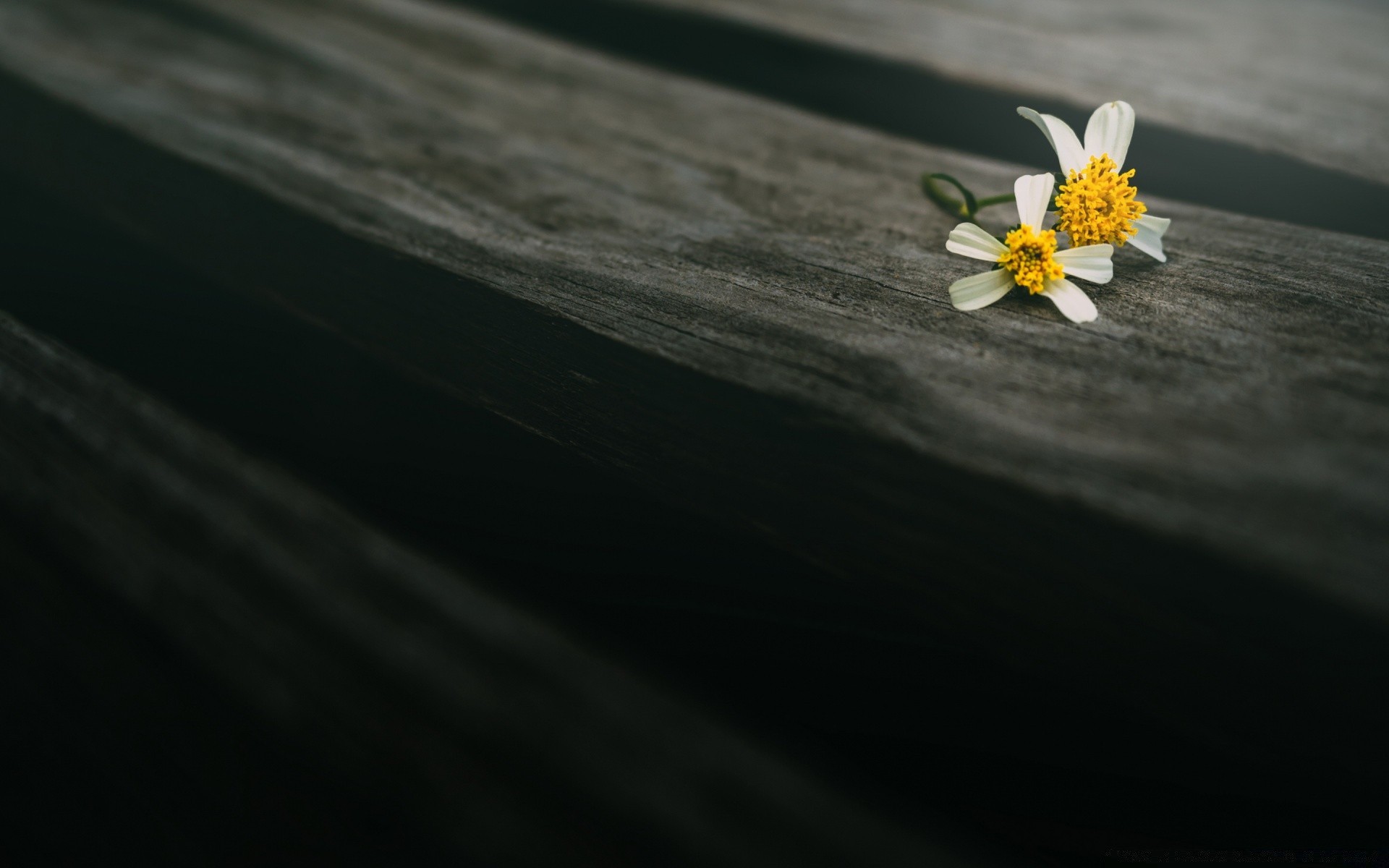 macro sfocatura fiore natura natura morta astratto legno dop