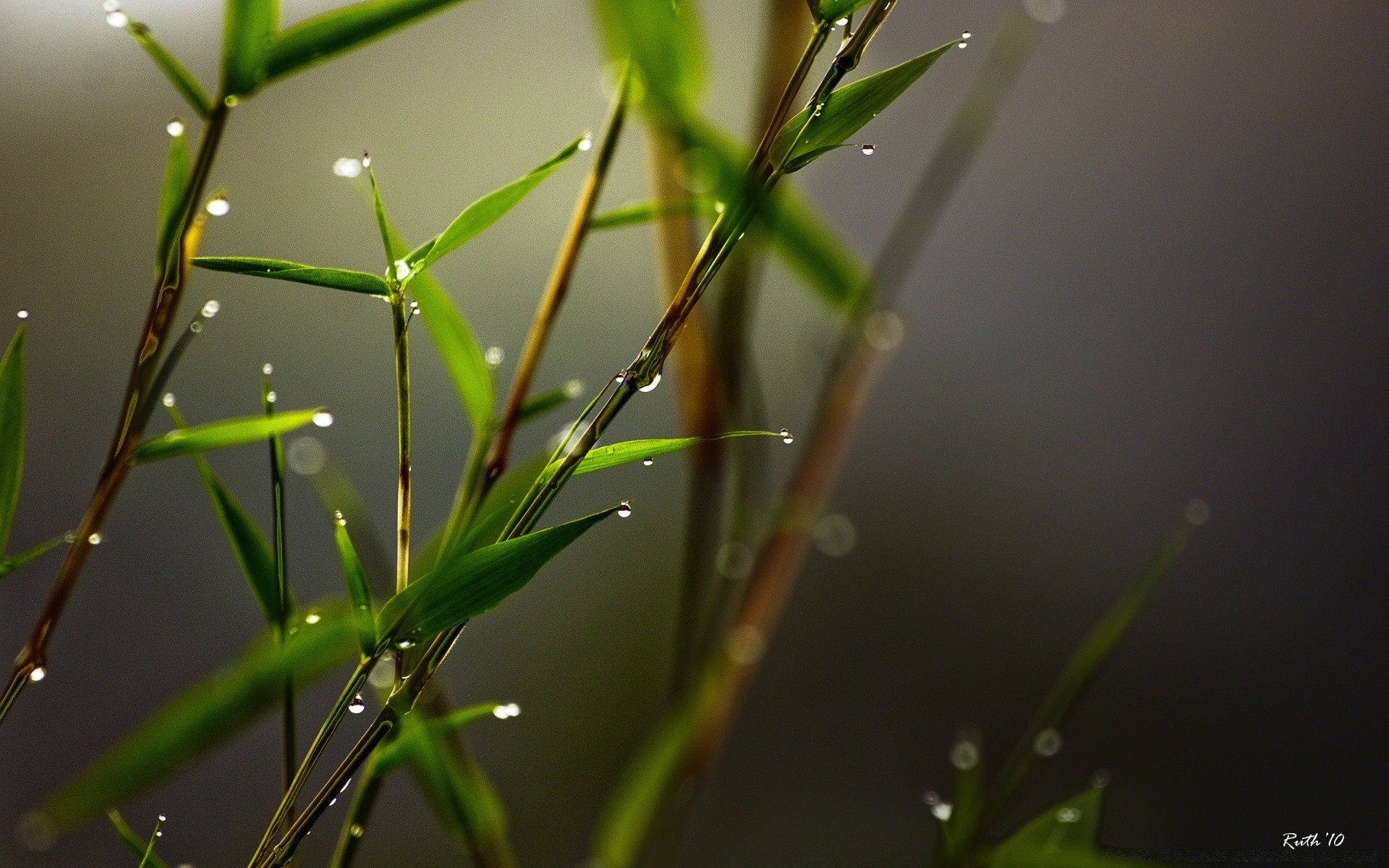 macro leaf dew rain nature flora growth drop garden dawn summer environment outdoors grass purity