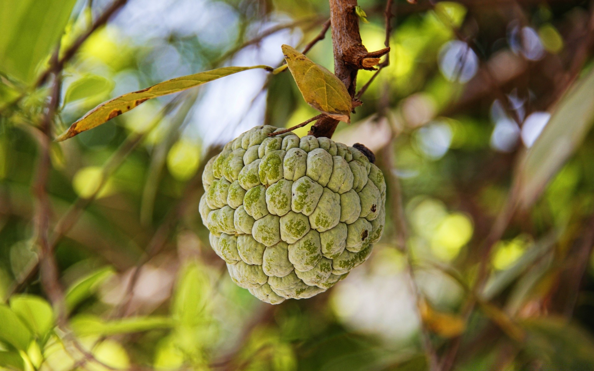 macro nature feuille arbre fruits alimentaire flore gros plan couleur jardin branche été environnement bureau grandir bois