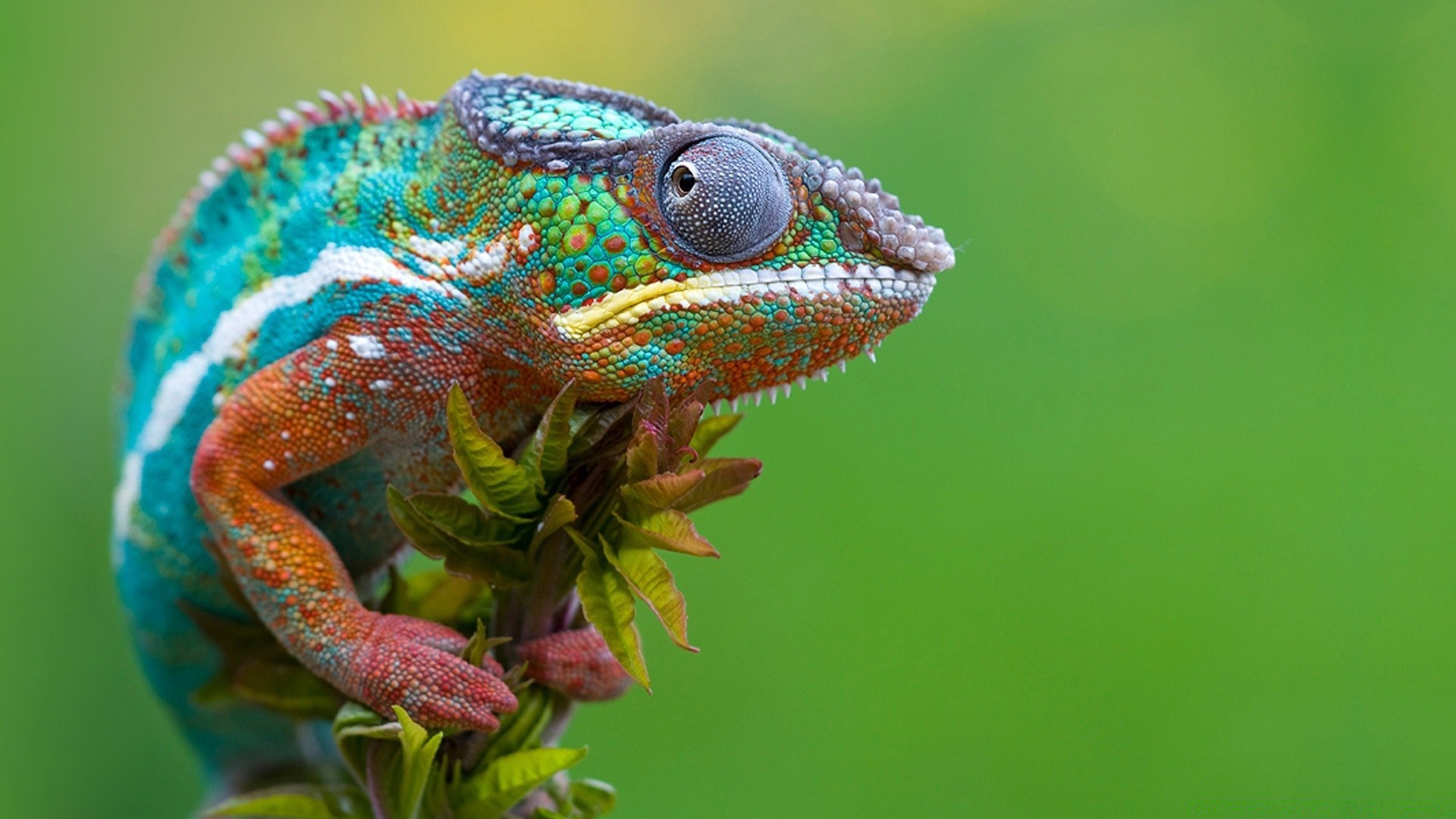 macro lézard gazebo faune nature animal couleur caméléon tropical dragon exotique zoo sauvage