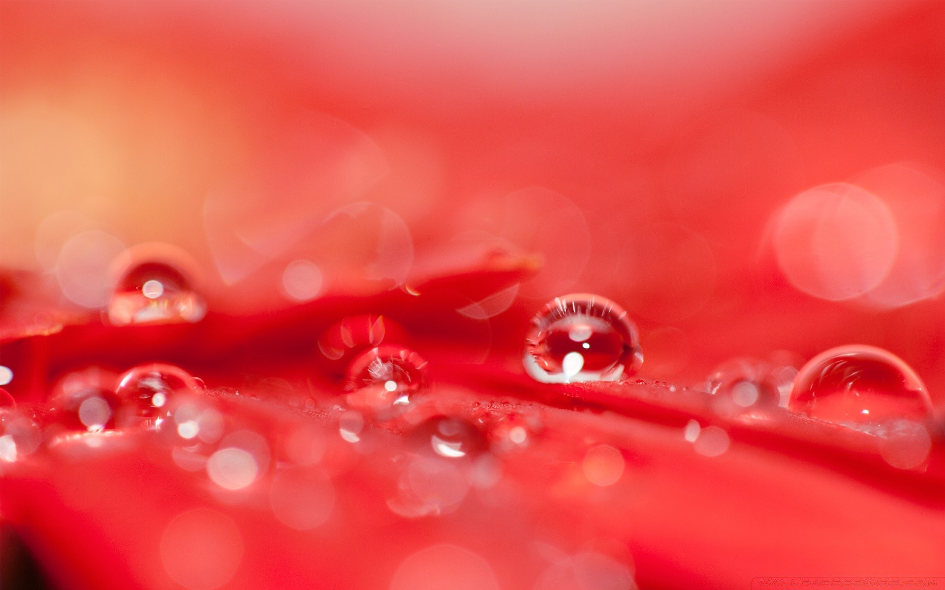 macro queda orvalho chuva gotas água molhado close-up cor desktop jardim abstrato rosa próximo líquido brilha limpo bolha frescor luz flor