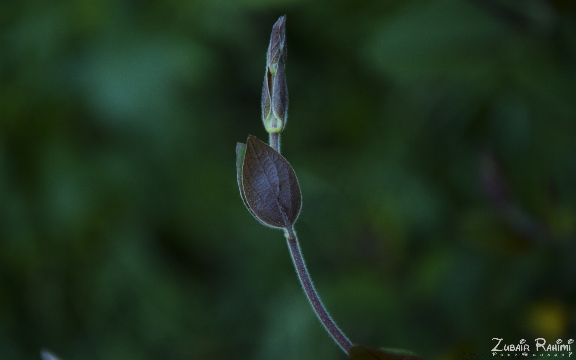 macro nature leaf outdoors flora growth flower summer garden grass dew blur