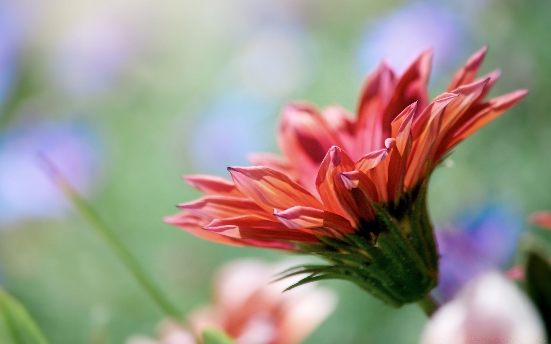 makroaufnahme natur blume flora sommer blatt garten wachstum hell farbe im freien schließen blütenblatt blühen gutes wetter blumen schön