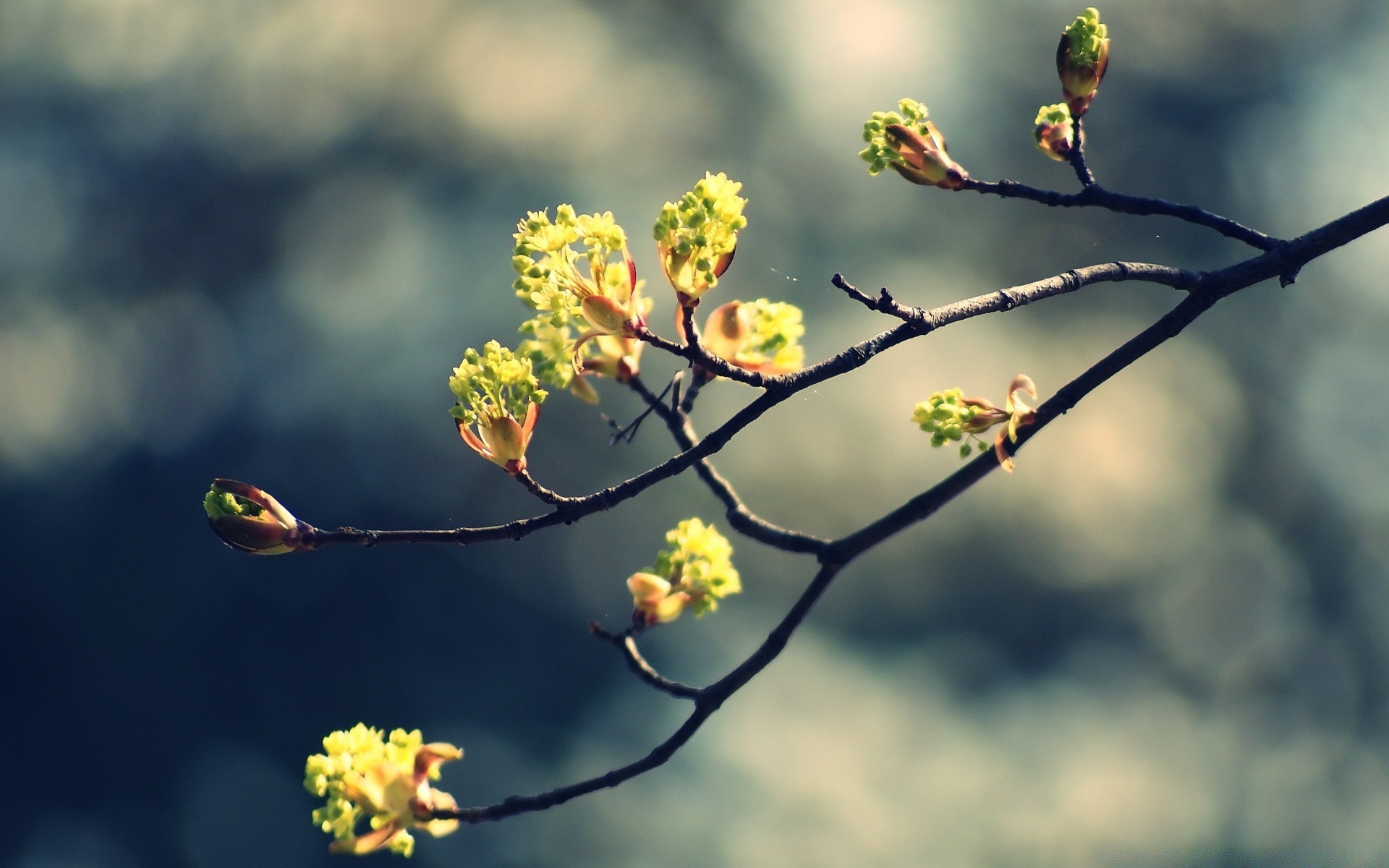 makroaufnahme blume baum natur zweig im freien blatt unschärfe wachstum flora gutes wetter garten sonne kumpel