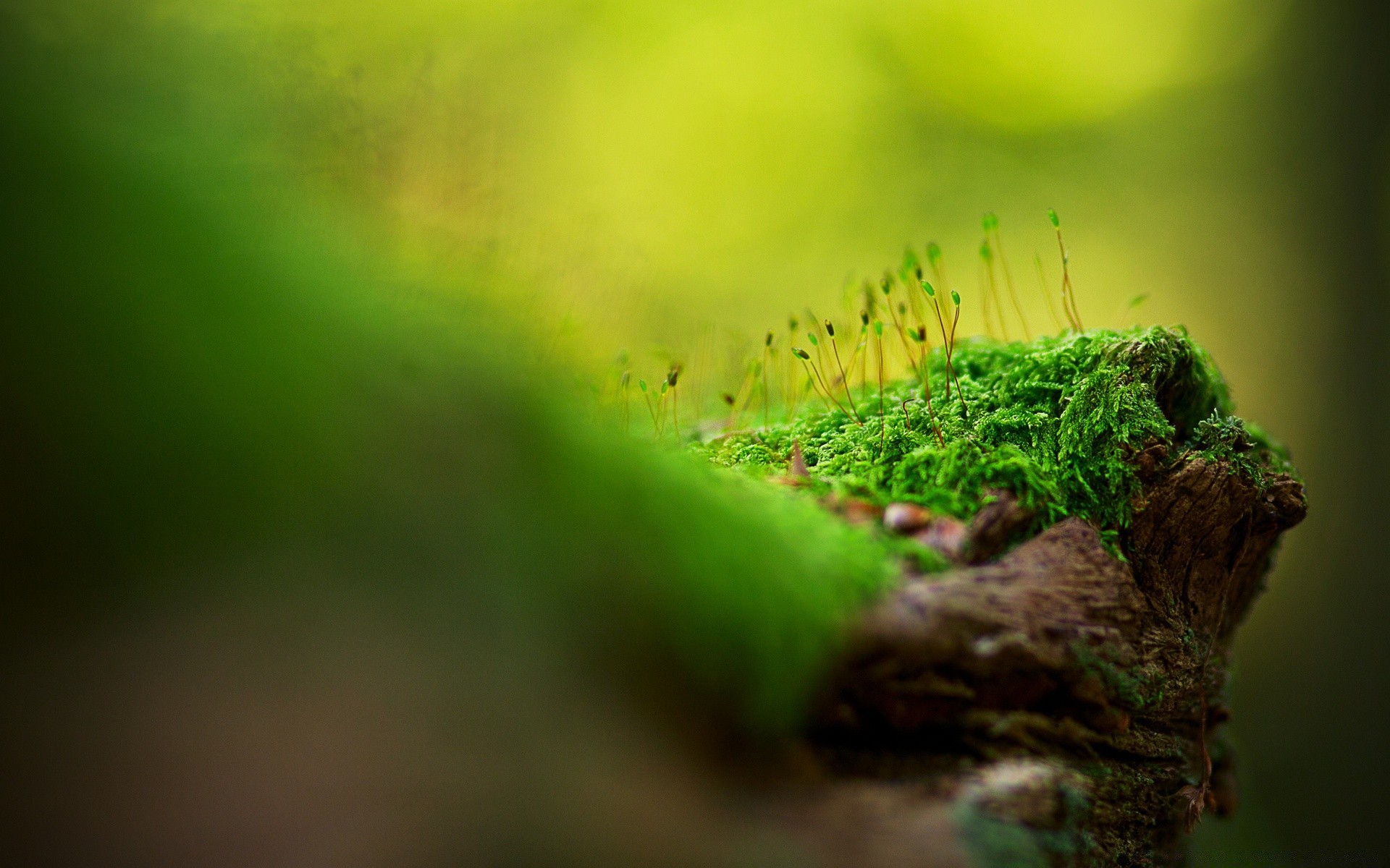 macro sfocatura foglia crescita natura erba giardino ecologia flora ambienti