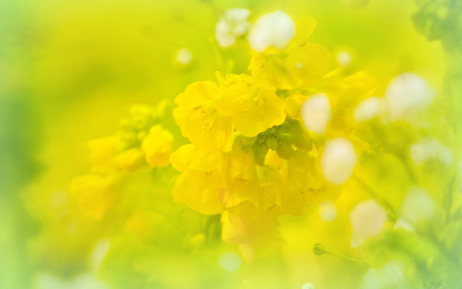 微距摄影 自然 植物 花 夏天 明亮 叶 模糊 季节 生长 领域 花园 颜色 花卉 焦点 桌面