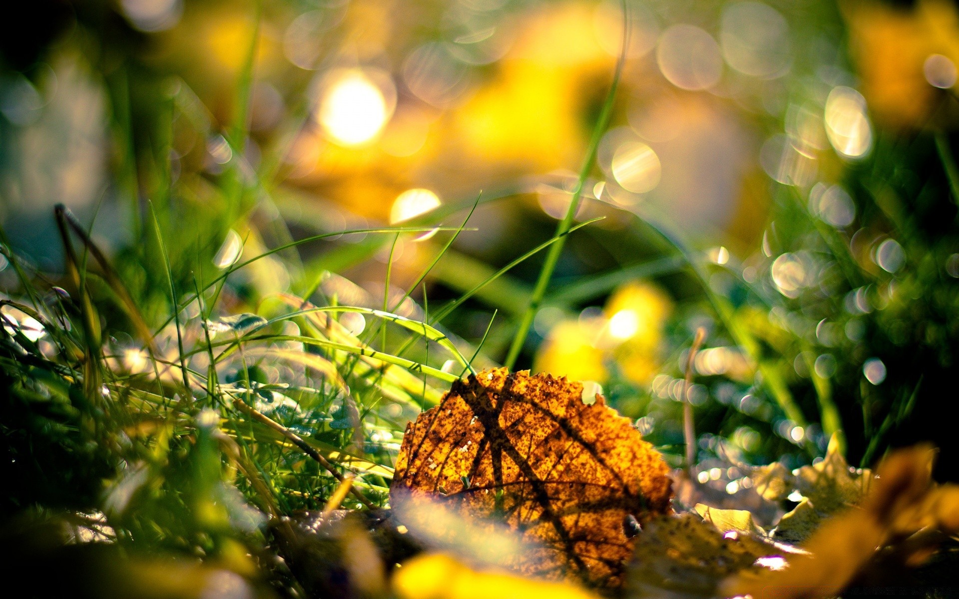 macro feuille nature flore jardin arbre saison herbe couleur soleil automne lumière été beau temps parc flou or lumineux à l extérieur gros plan bureau