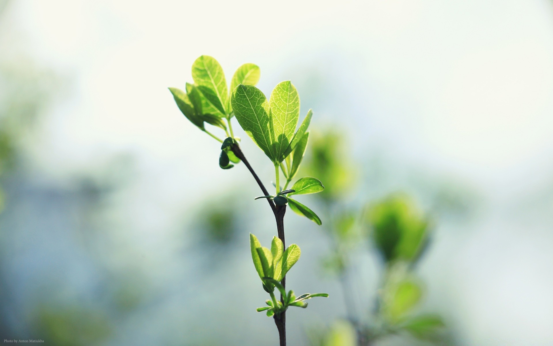 makro fotoğrafçılığı yaprak büyüme doğa flora çimlenme yaz ekoloji bahçe dof bulanıklık küçük