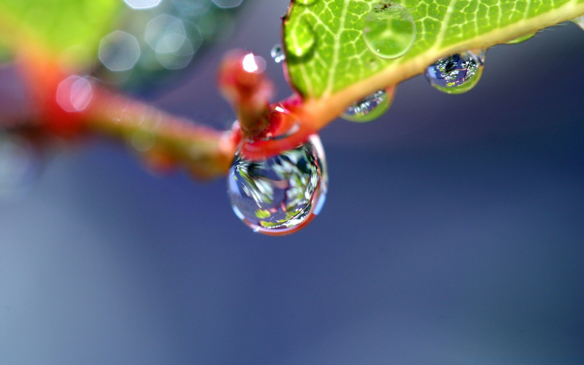 macro folha queda chuva natureza água orvalho verão gotas flora cor