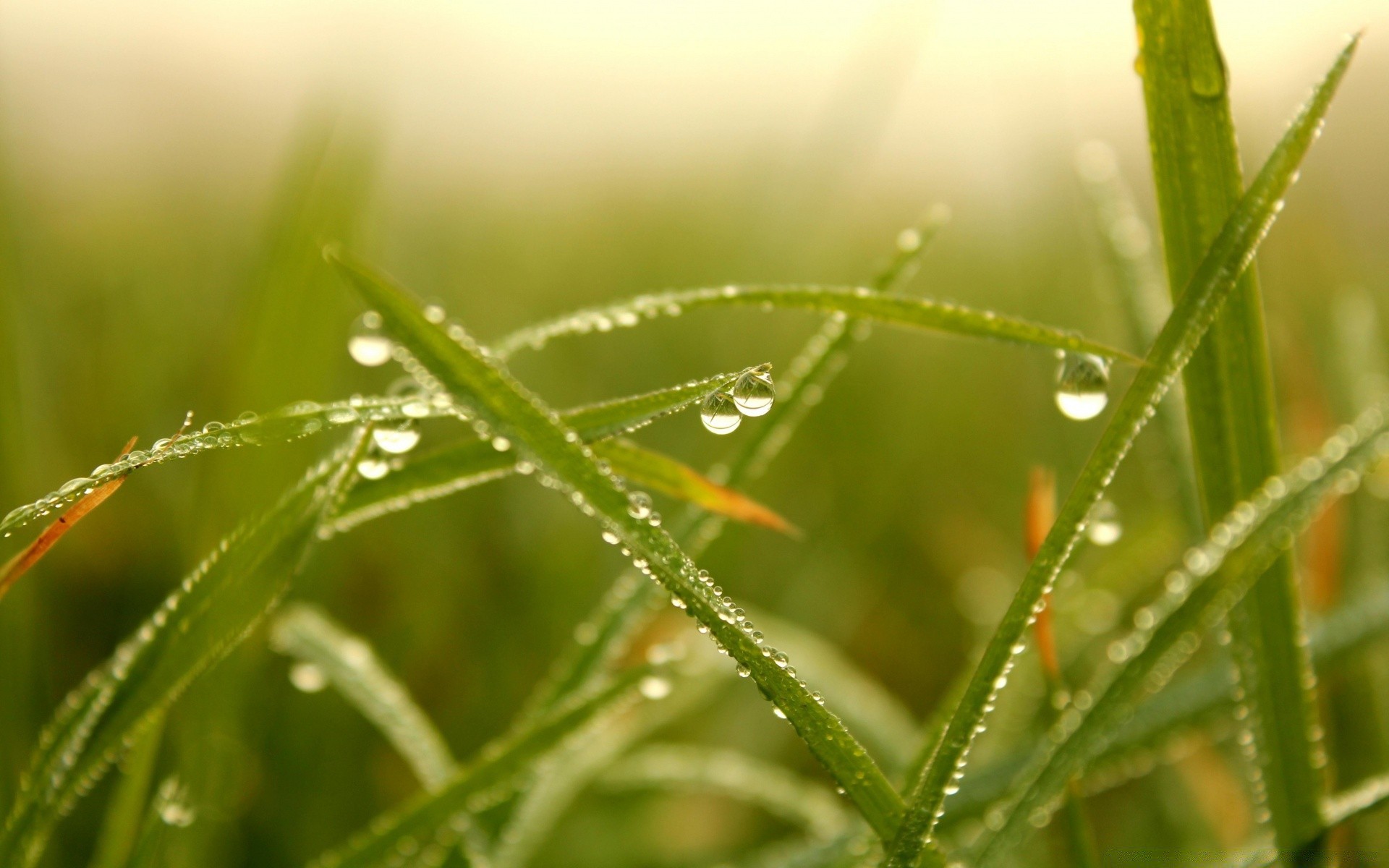 macro dew dawn drop nature spider rain leaf flora grass insect garden summer close-up purity growth environment outdoors wet close