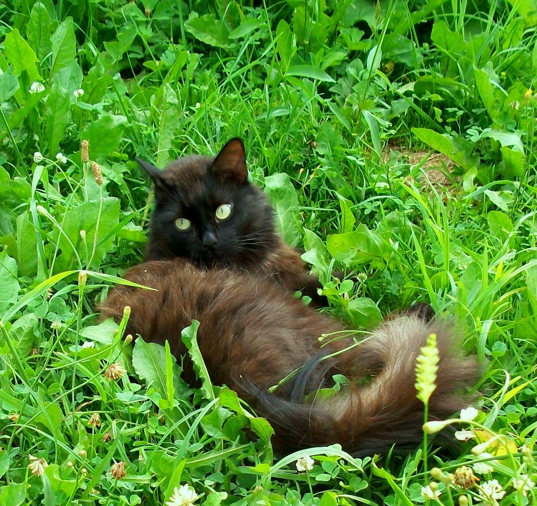 gatos lindo gato hierba naturaleza joven piel animal ojo gatito pequeño sentarse mamífero mascota doméstico pelo bigote retrato