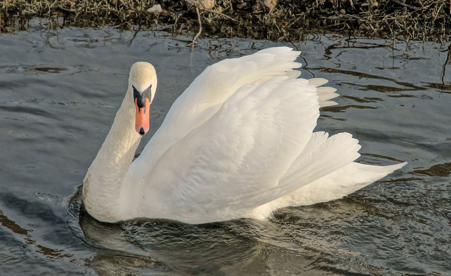 animals swan bird water lake nature waterfowl wildlife pool duck poultry feather reflection outdoors river swimming goose purity animal