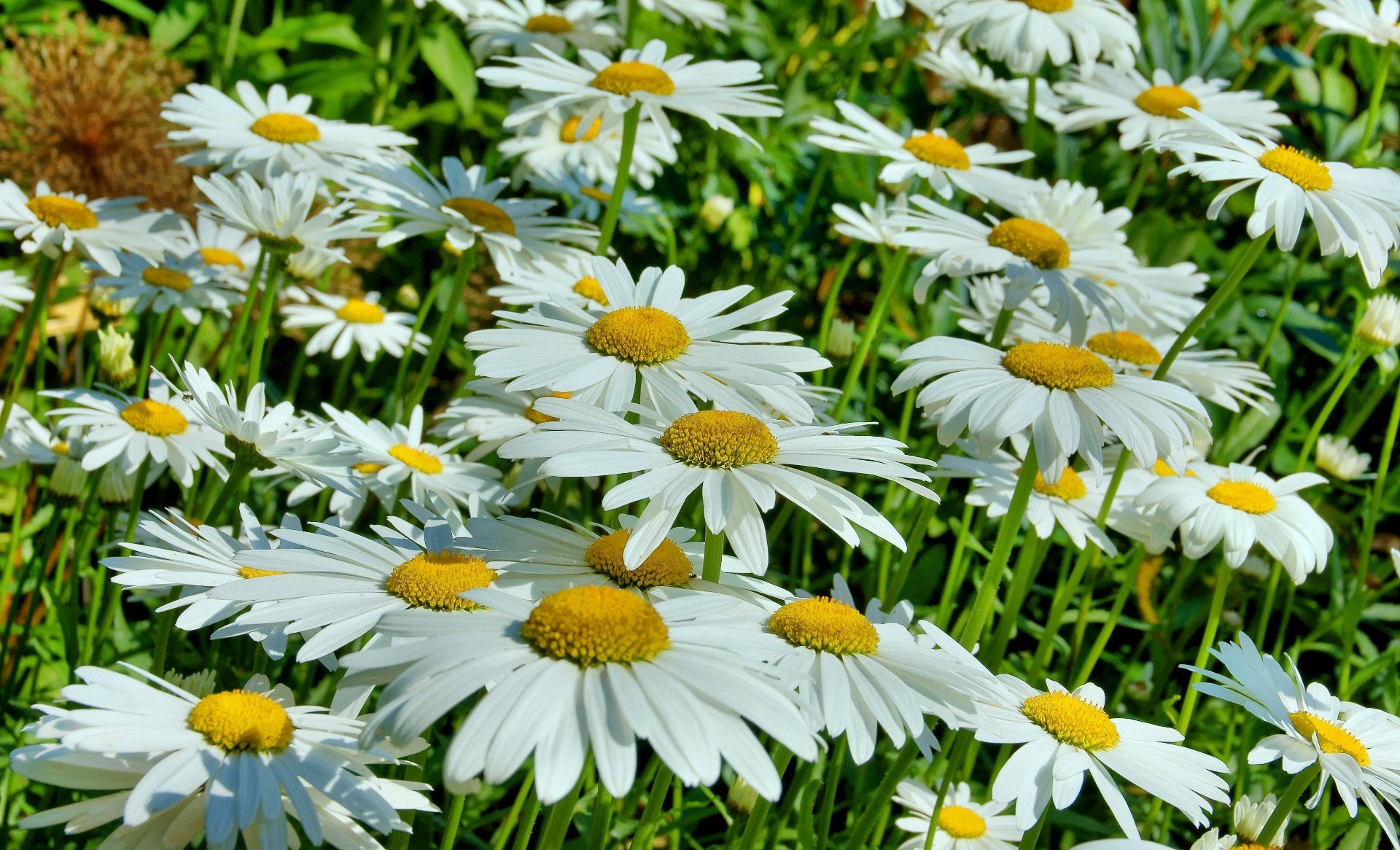 papatyalar doğa çiçek yaz flora bahçe çiçek açan çiçek yaprak taçyaprağı alan saman sezon parlak büyüme çimen botanik yakın çekim renk