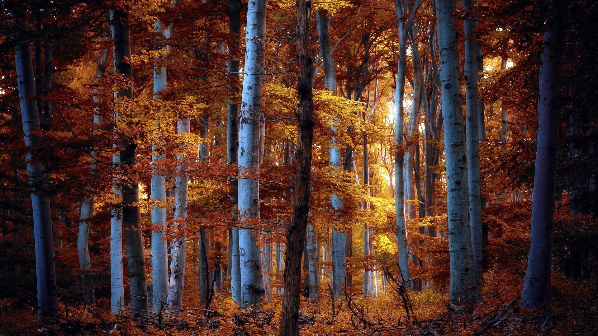 autunno autunno legno albero foglia paesaggio all aperto parco luce natura ramo oro stagione scenic