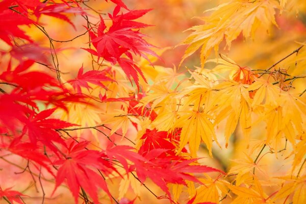 Die Herbstblätter sind orange und rot