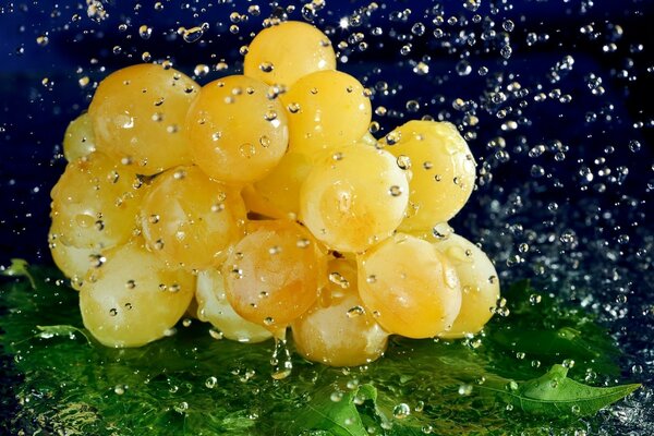 A bunch of grapes in a splash of water