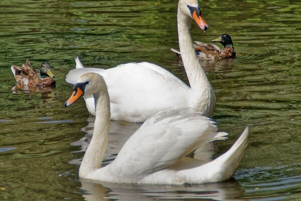 A pair of beautiful swans in a pond with ducks