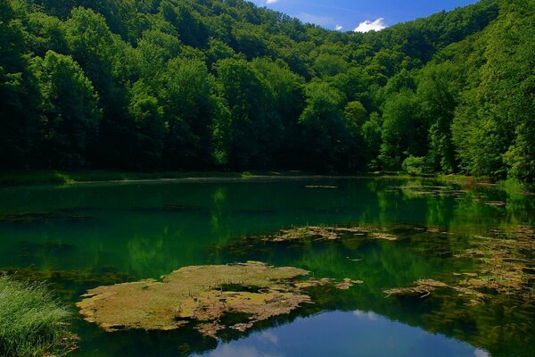 Ein See, der von grünen Bäumen umgeben ist