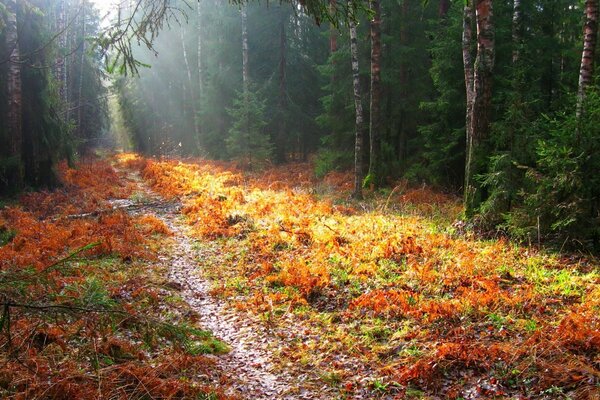 Sentier forestier dans les feuilles jaunes