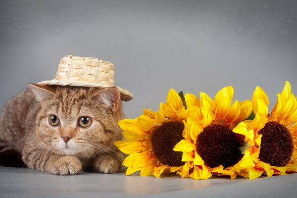 Gato con sombrero y hermosas flores