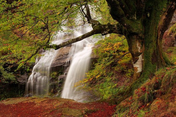 Fabuloso bosque brillante con cascada