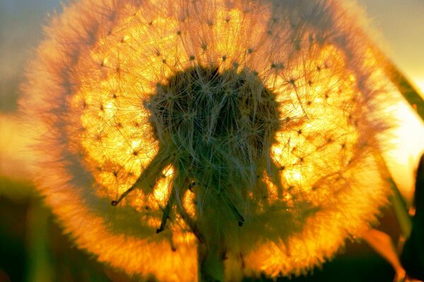 Sunny dandelion in the field