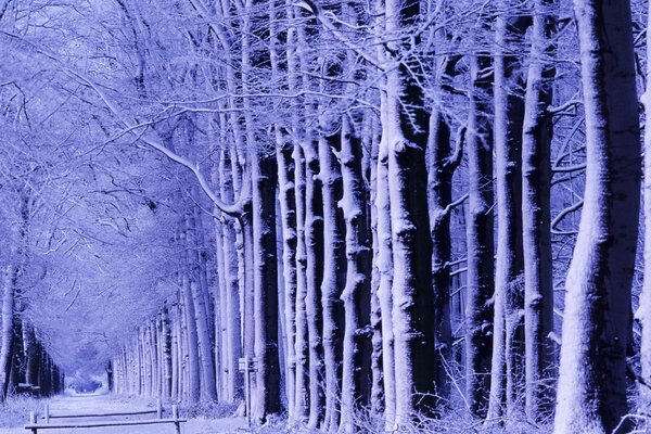 Frozen cold park in the snow