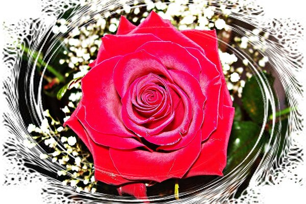 Rote Rose auf Geschenkkarte