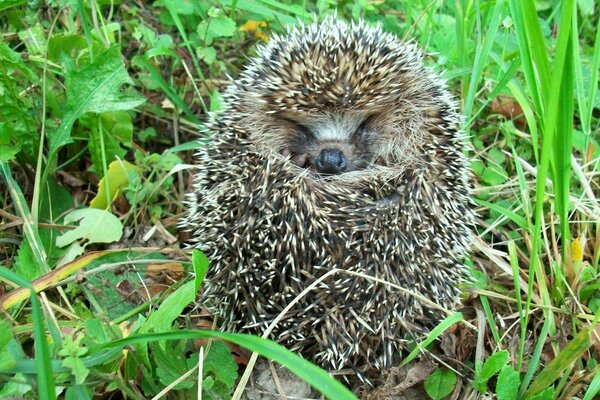 Petit hérisson recroquevillé dans un enchevêtrement