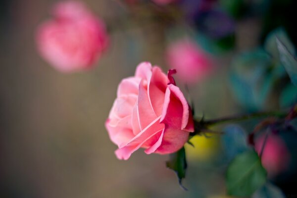 La naturaleza es rica en sus hermosas flores