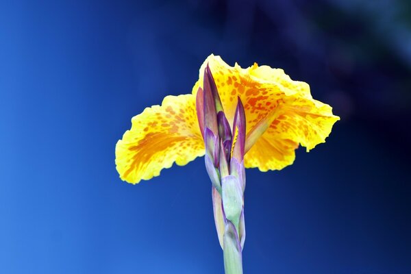 Fotografia Macro de uma flor de verão brilhante