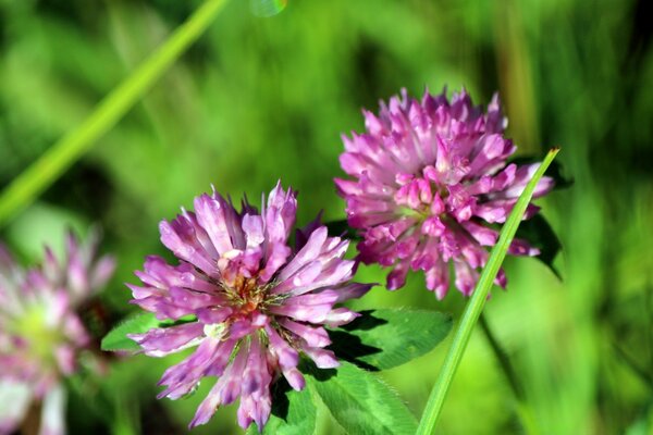 Flowers slander close-up