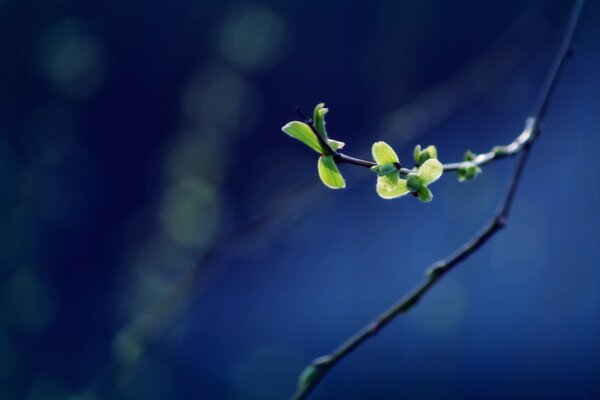 The awakening of nature. Spring twig