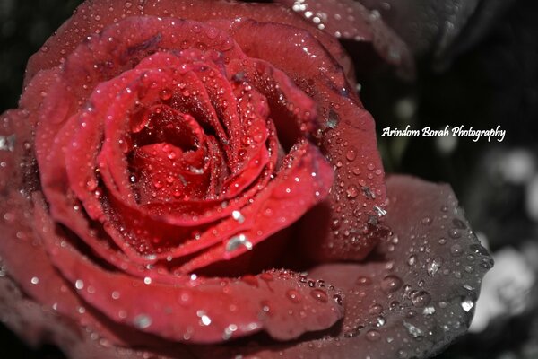 Foto romantica di una rosa in gocce di rugiada