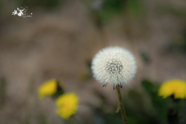 Macro photography of a dandelion in the foreground