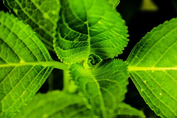 Macro d une feuille dans la nature