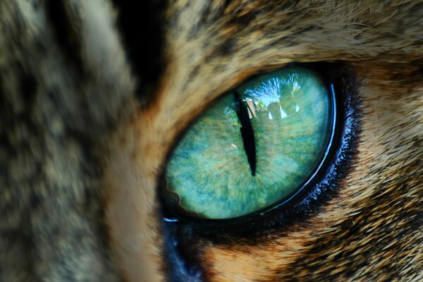 Green cat s eye close-up