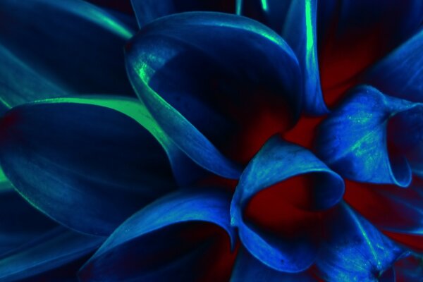 Blue flower petals close up