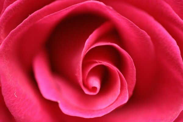 Bright colors of macro photography roses