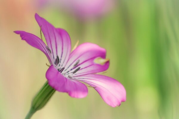 Die Natur fasziniert im Sommer mit der Schönheit ihrer Blumen