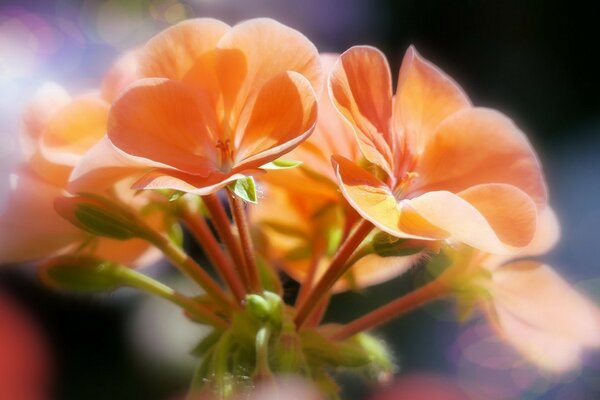 Macroscópica de la flora en forma borrosa